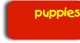 Havanese Puppies for Sale