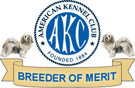 AKC Havanese Breeder of Merit