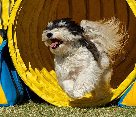 Havanese champion