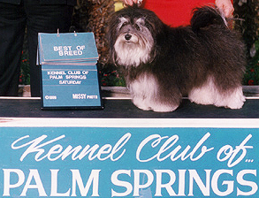 Havanese Show Dogs Arizona