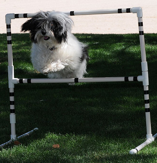 Havanese agility jumping