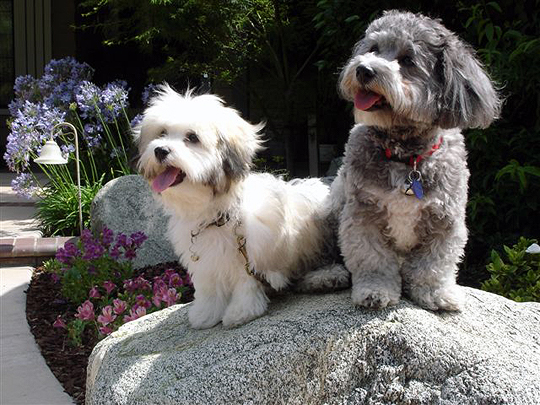 two Havanese, one gray and one cream color