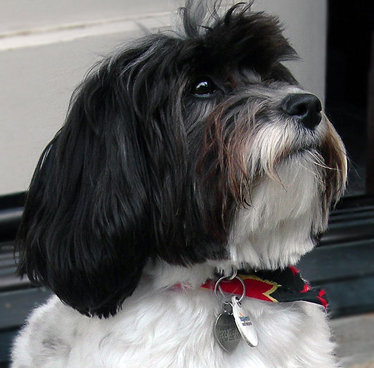 black and white Havanese dog face