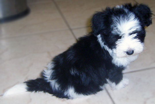 sitting Havanese black and white puppy