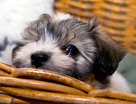 cute Havanese sable and white puppy peaking out of basket