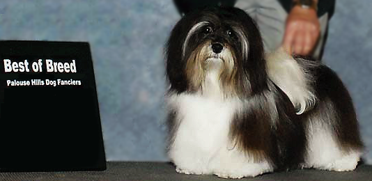 Havanese Champion Sired Puppies