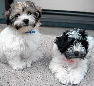 Havanese Show Dogs Arizona