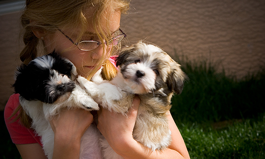 Havanese Puppies Arizona