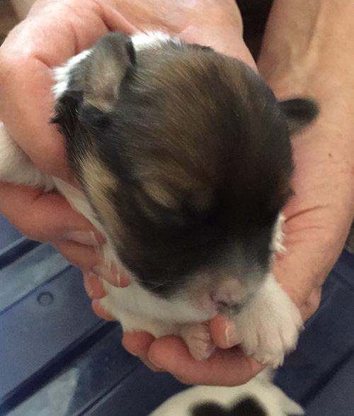 Havanese Puppies for sale in Arizona