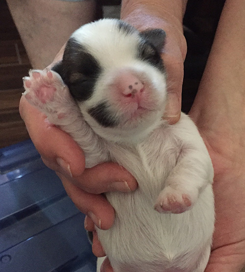 Havanese Havana silk dogs in AZ