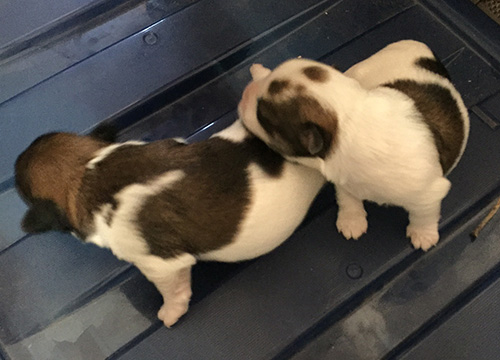Havana silk dogs in AZ