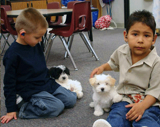 havanese scottsdale
