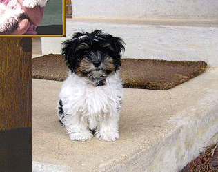 havanese tempe