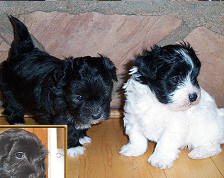 tempe havanese