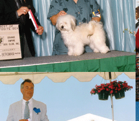Havanese Sun City