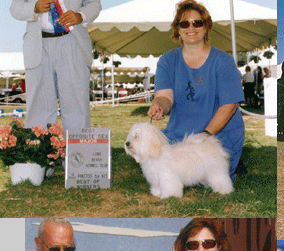 Havanese Cave Creek