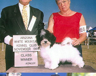 Havanese Scottsdale