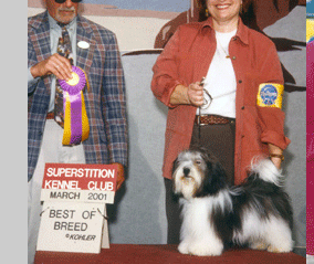 Havanese Phoenix