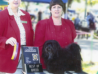 Havanese Arizona