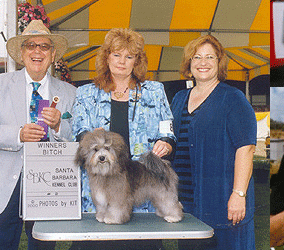 Tempe Havanese