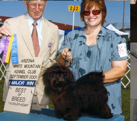 Scottsdale Havanese
