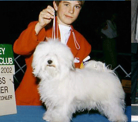Ahwatukee Havanese