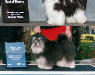 Chandler Havanese