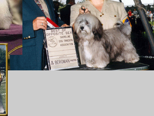 Phoenix Havanese
